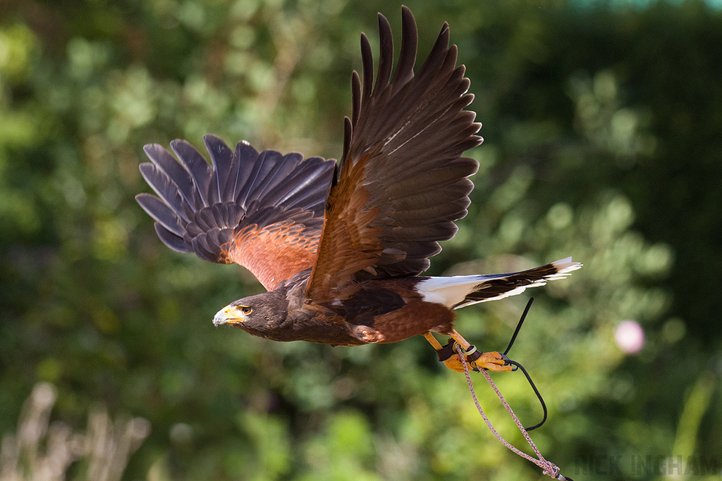 Harris Hawk