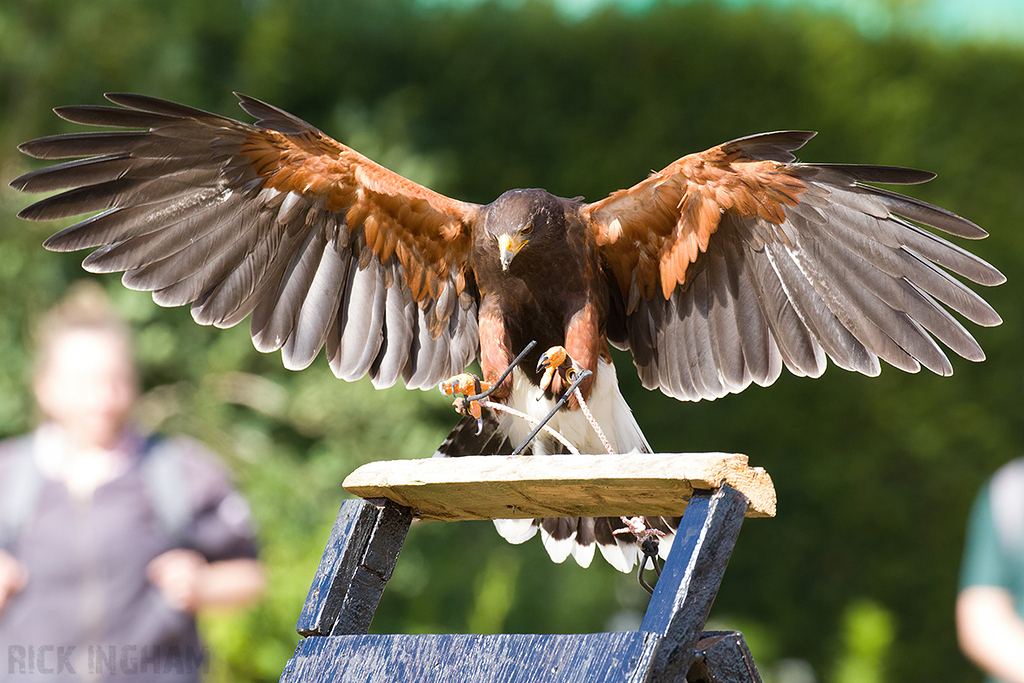 Harris Hawk