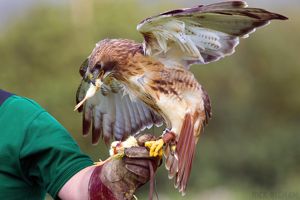 Red-tailed Hawk