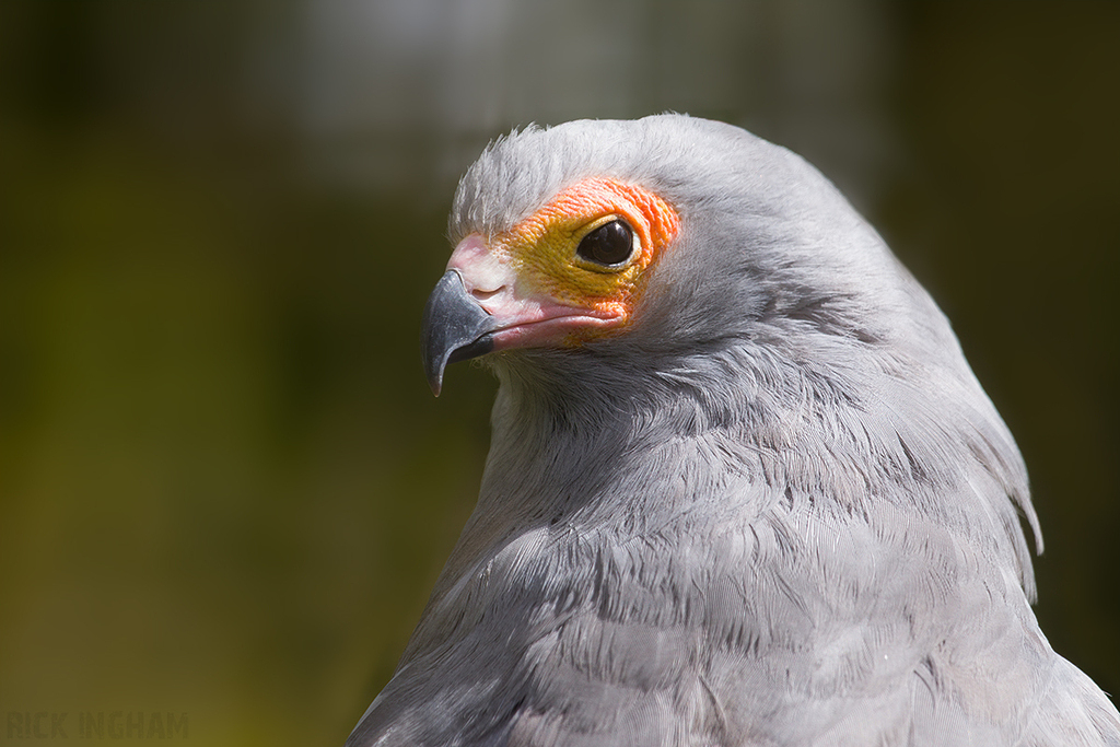 African Harrier Hawk