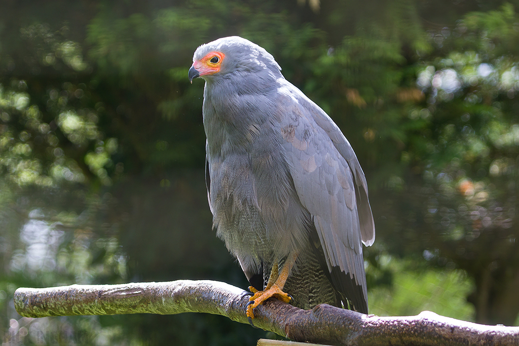 African Harrier Hawk