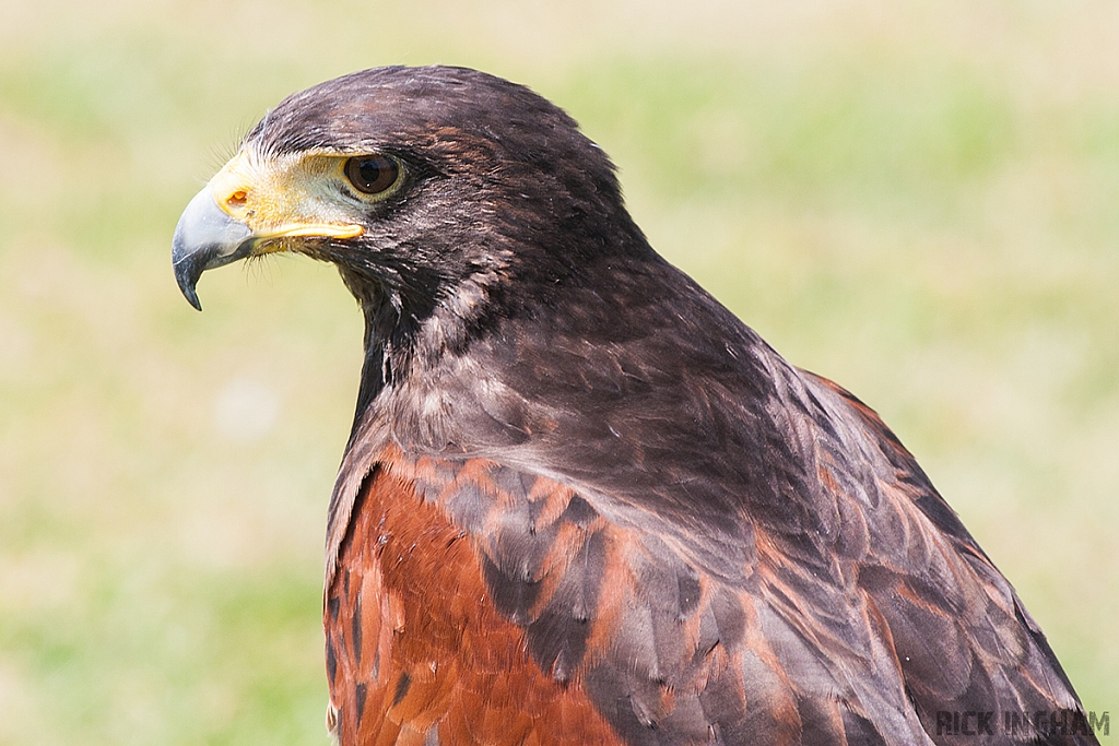 Harris Hawk