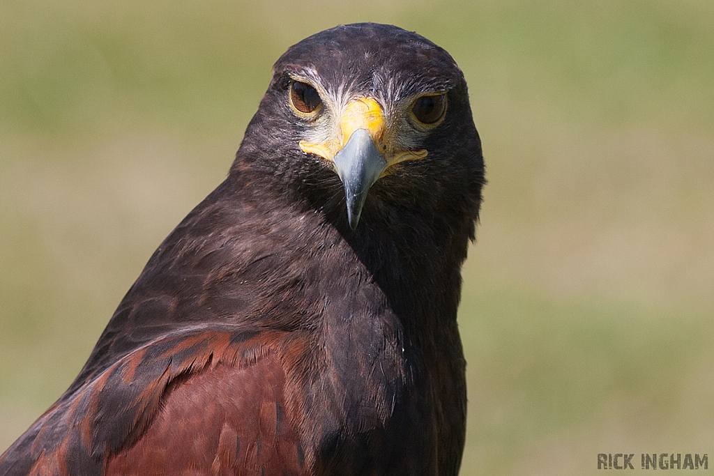 Harris Hawk