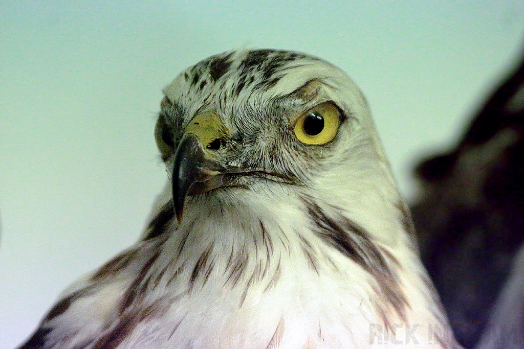Hawk (?) Taxidermy