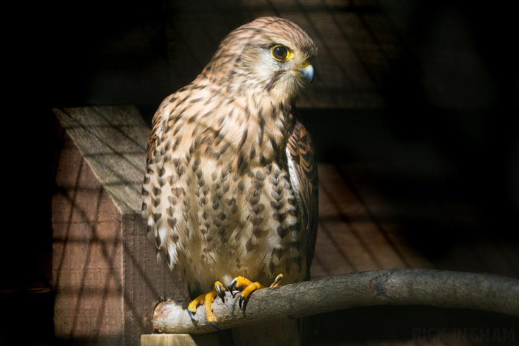 Lesser Kestrel