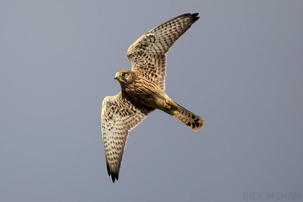 Common Kestrel | Female