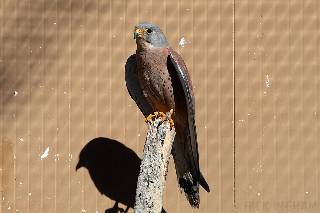 Lesser Kestral