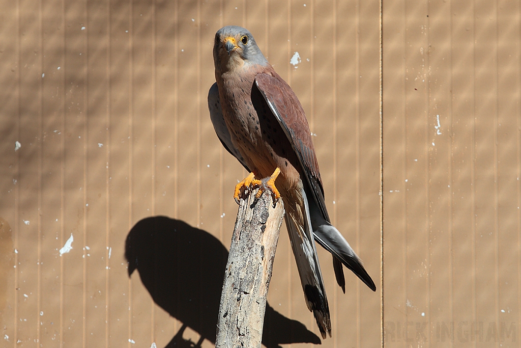 Lesser Kestral