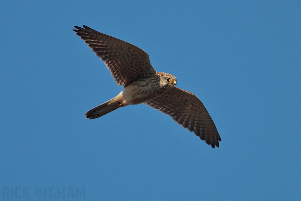 Common Kestral