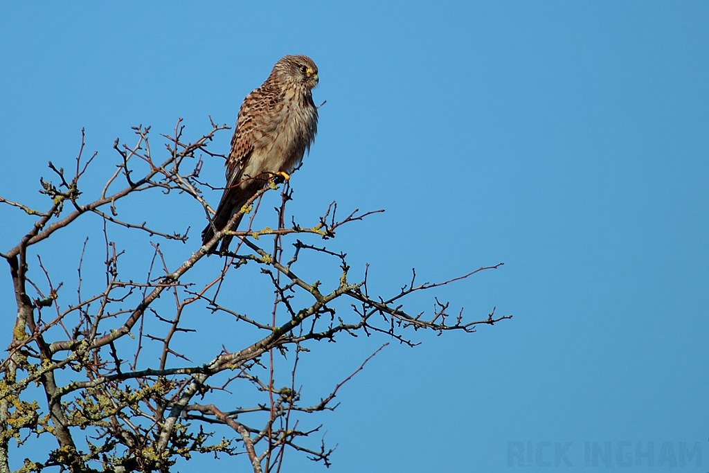 Common Kestral