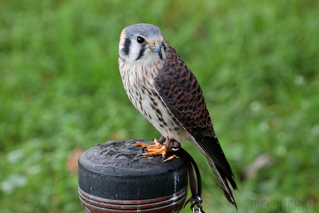 American Kestrel
