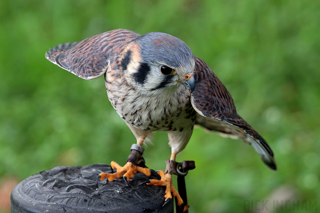 American Kestrel