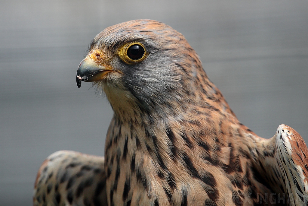 Lesser Kestrel