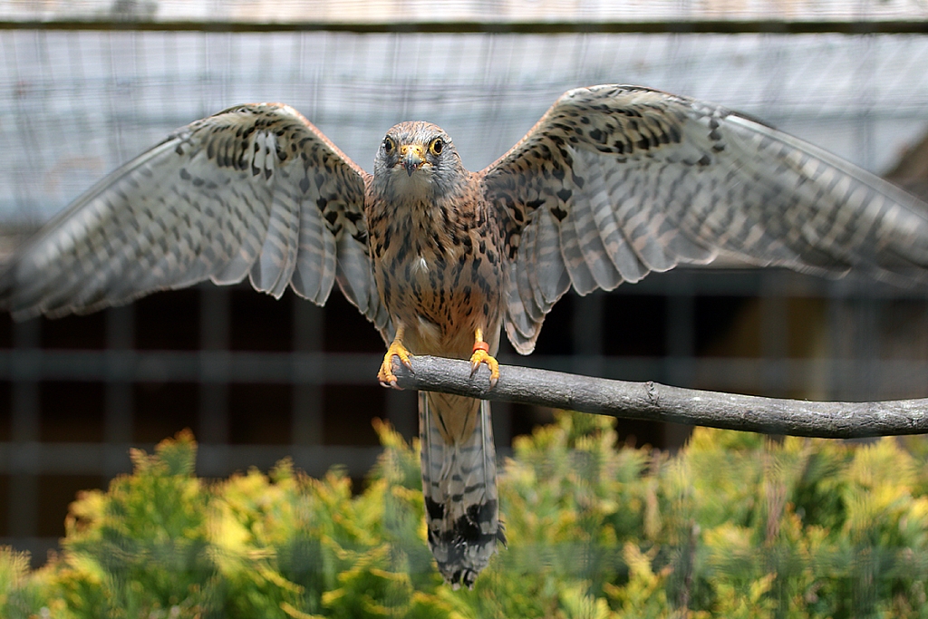 Lesser Kestrel