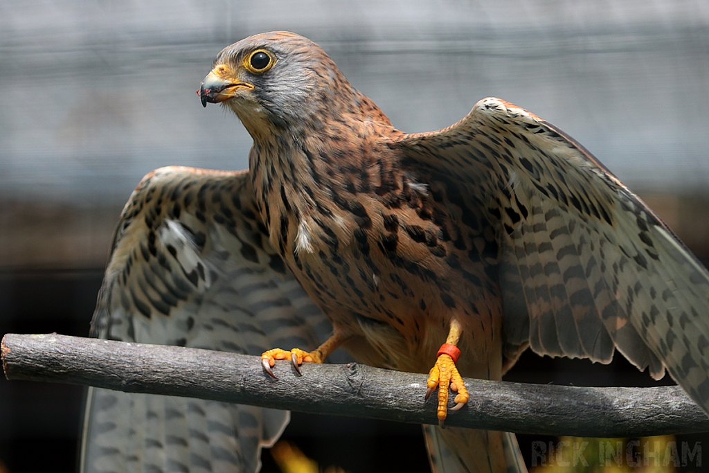 Lesser Kestrel