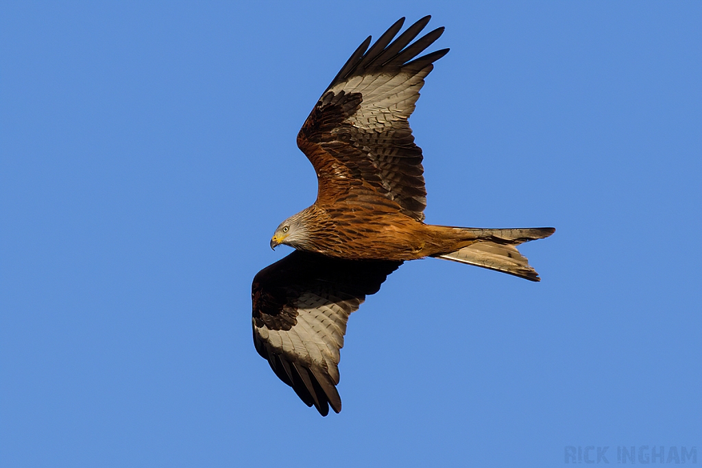 Red Kite