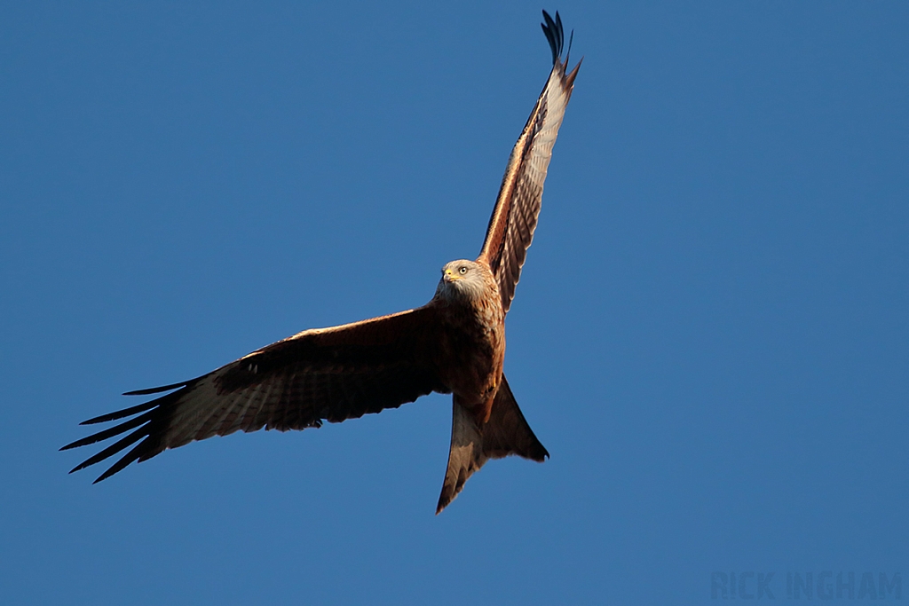 Red Kite