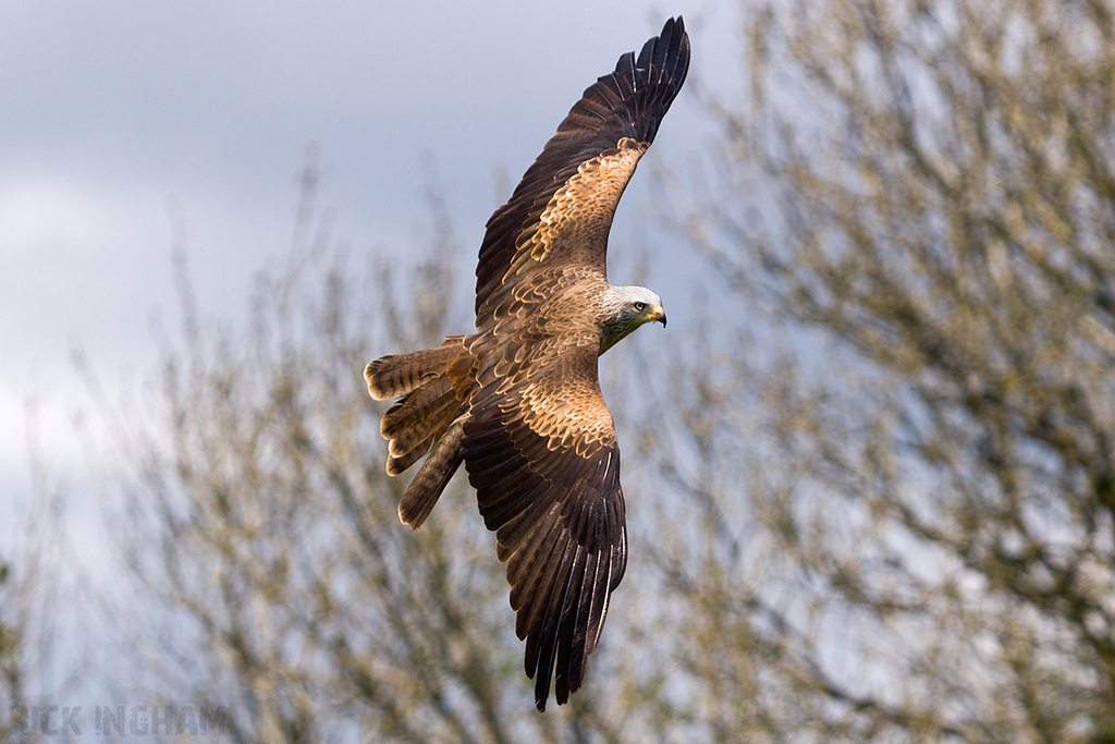 Black Kite