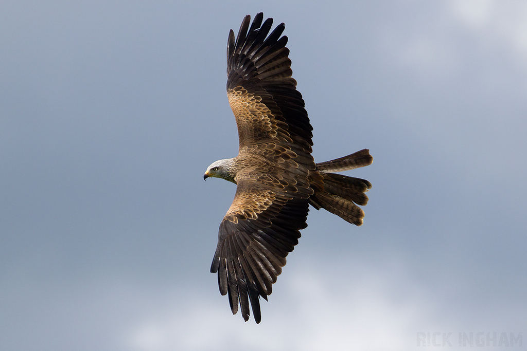 Black Kite