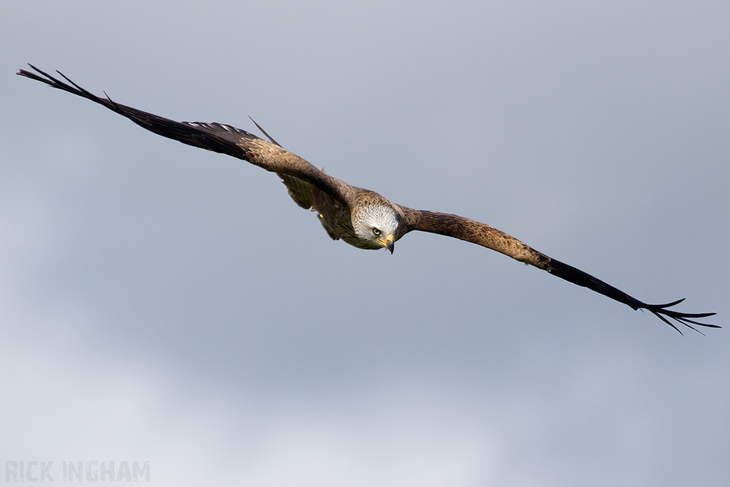Black Kite