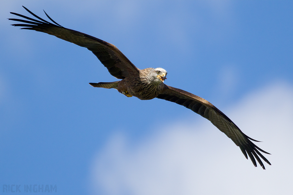 Black Kite