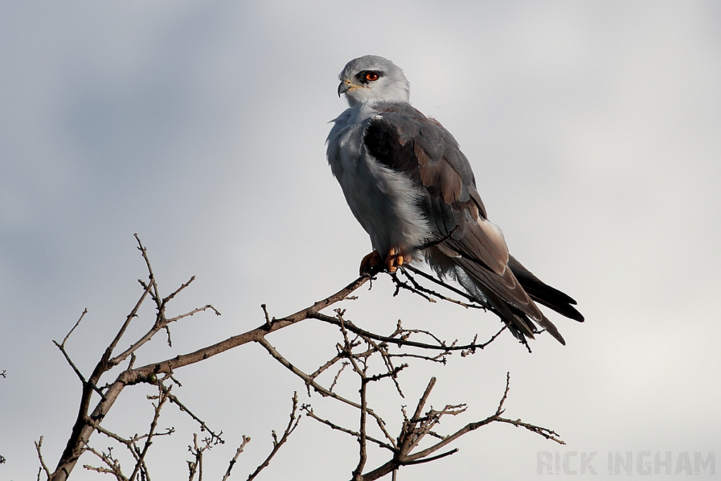 Black Winged Kite
