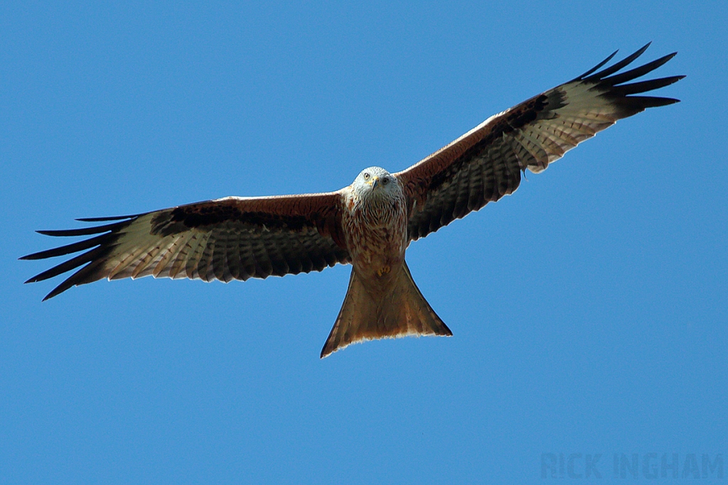 Red Kite