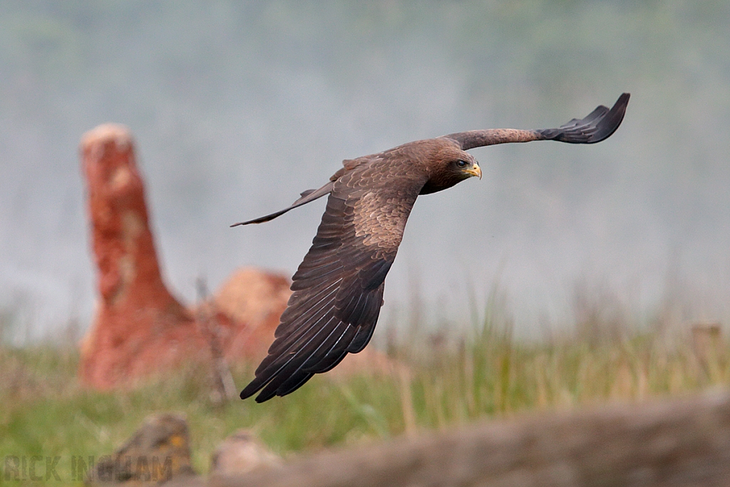 Yellow Billed Kite