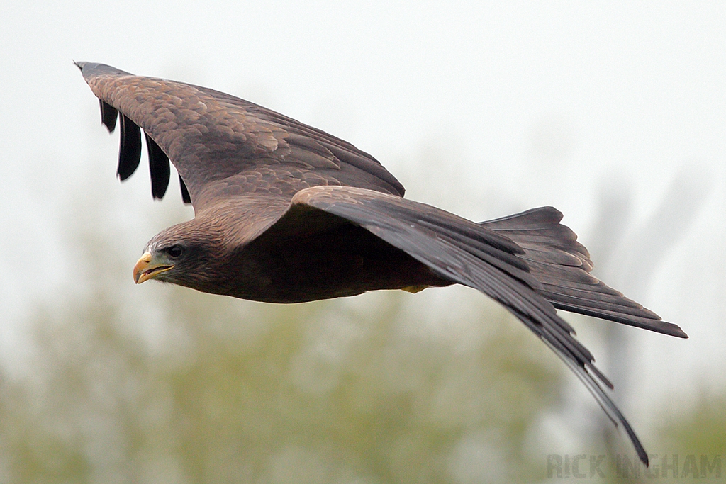 Yellow Billed Kite