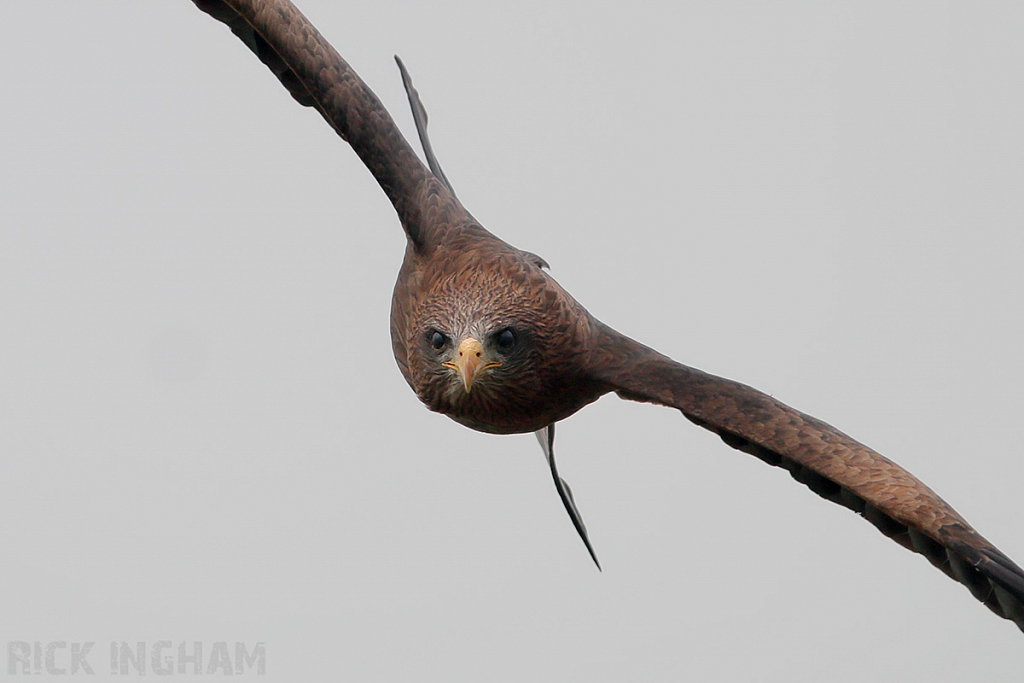 Black Kite