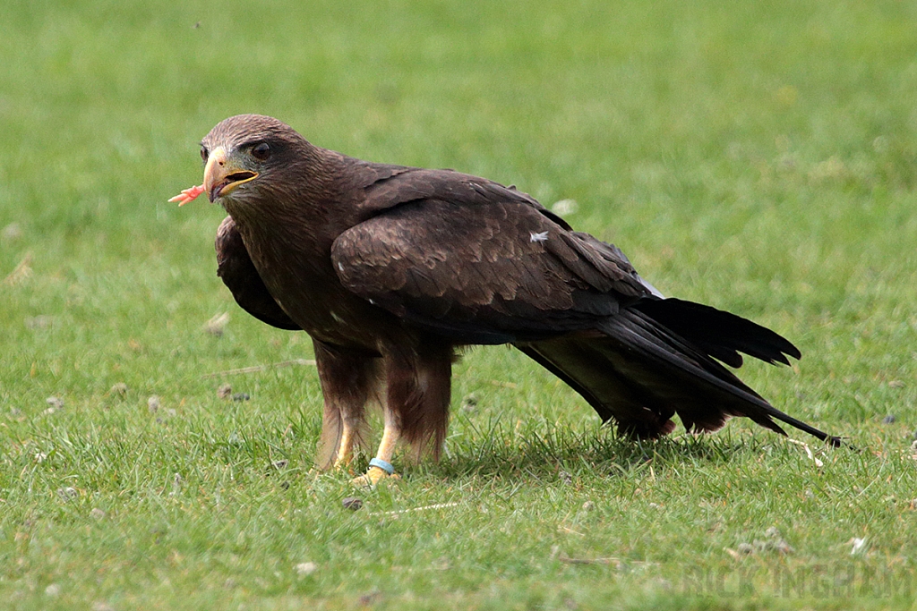 Black Kite