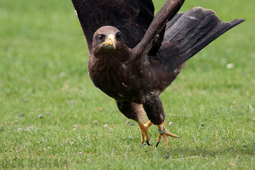 Yellow Billed Kite