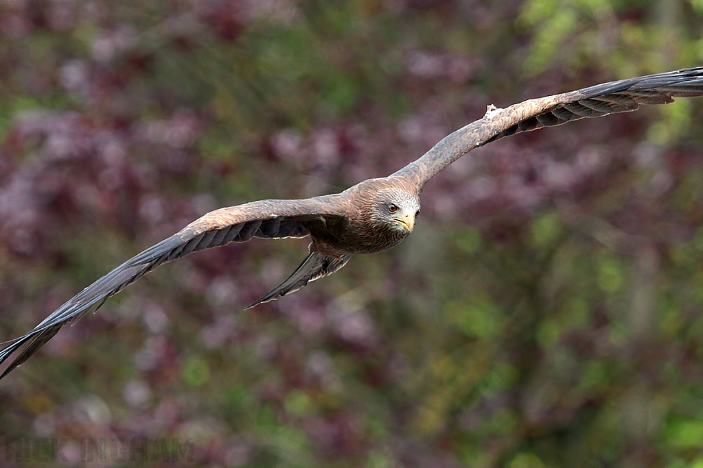 Yellow Billed Kite