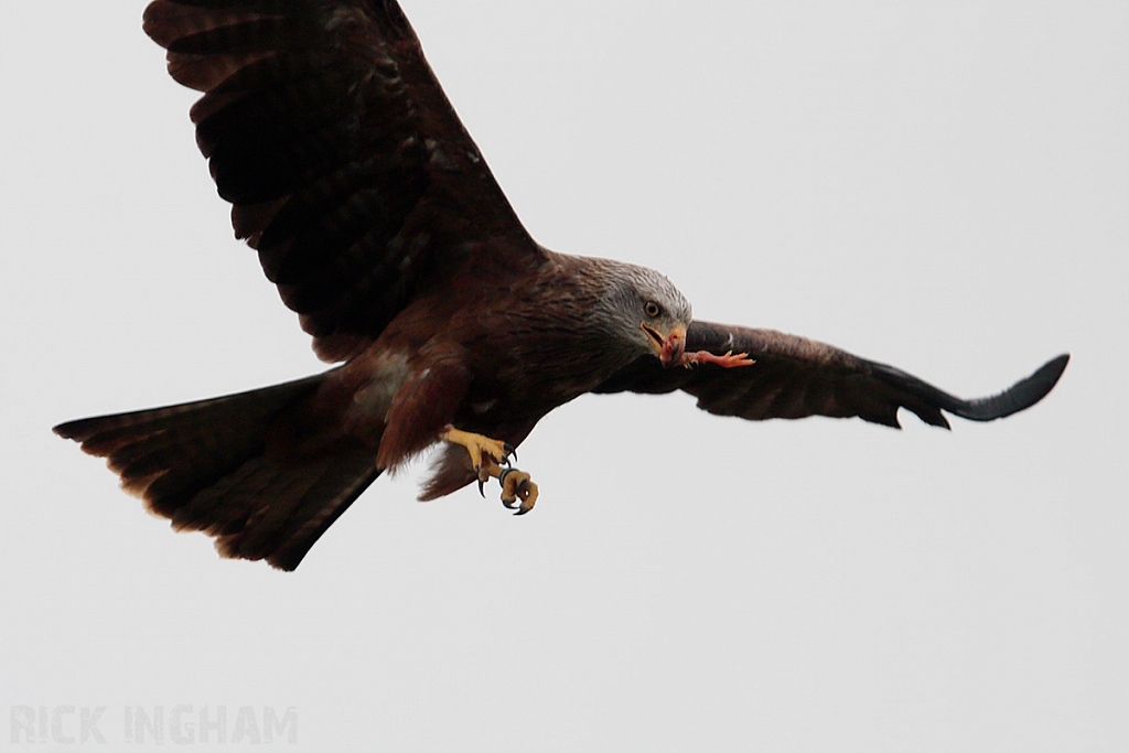 Black Kite