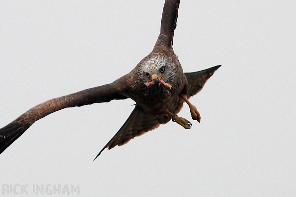 Black Kite