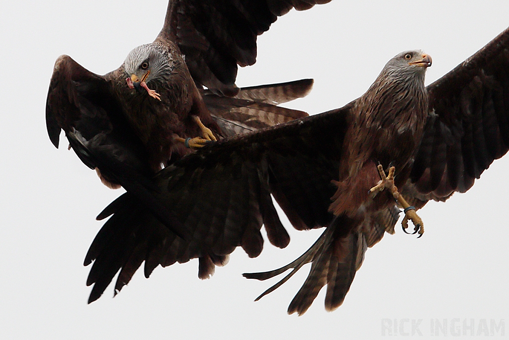 Black Kite