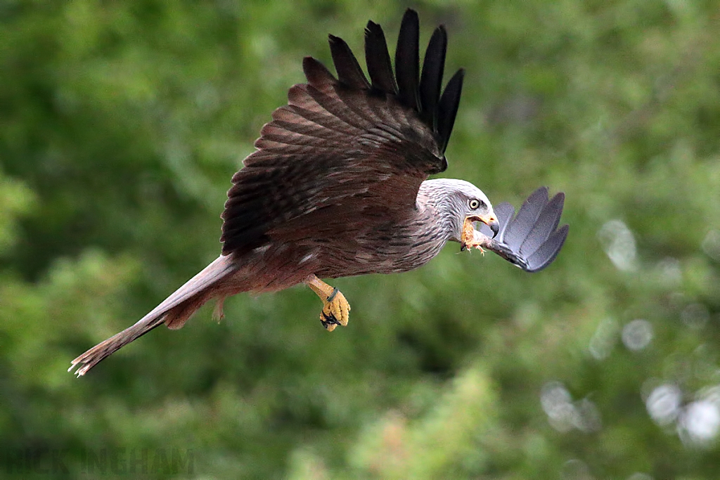 Black Kite