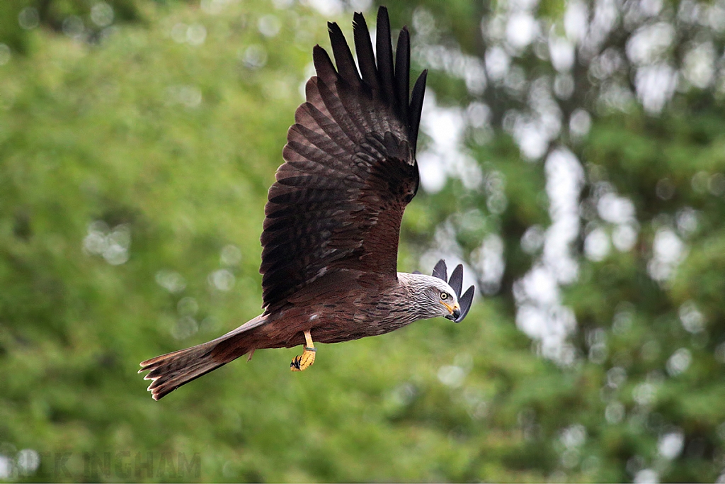 Black Kite