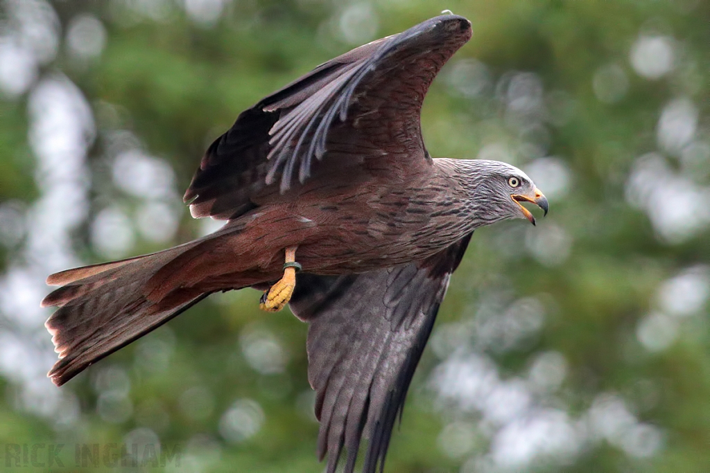 Black Kite