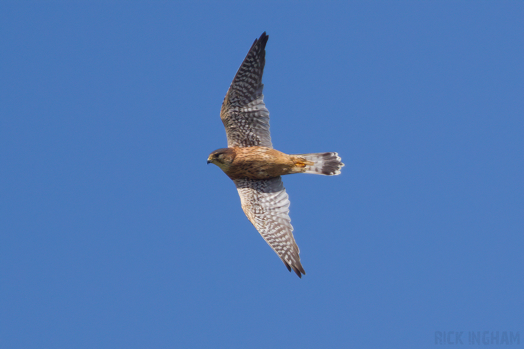 Merlin