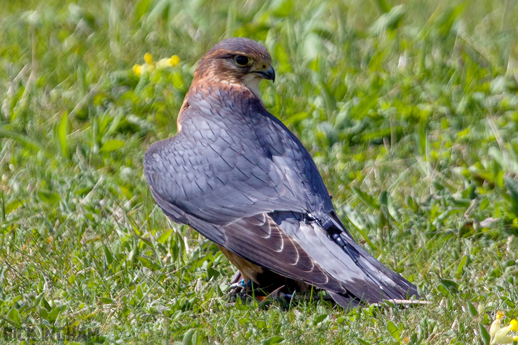 Merlin
