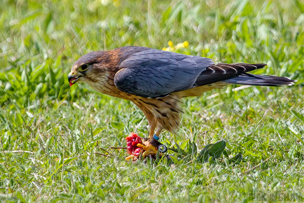 Merlin