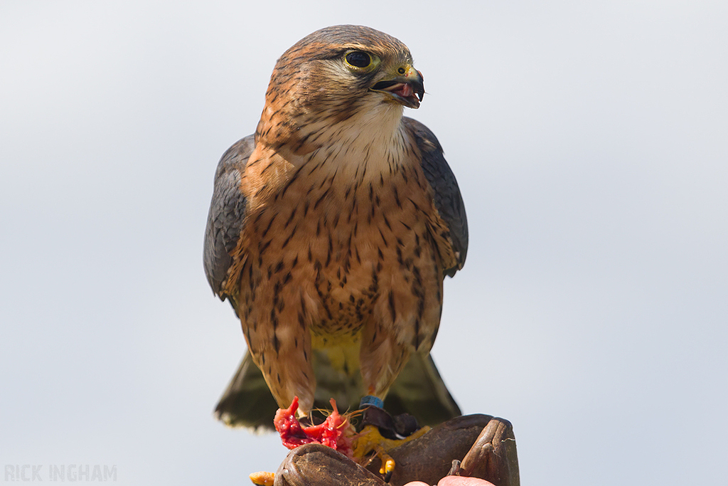 Merlin