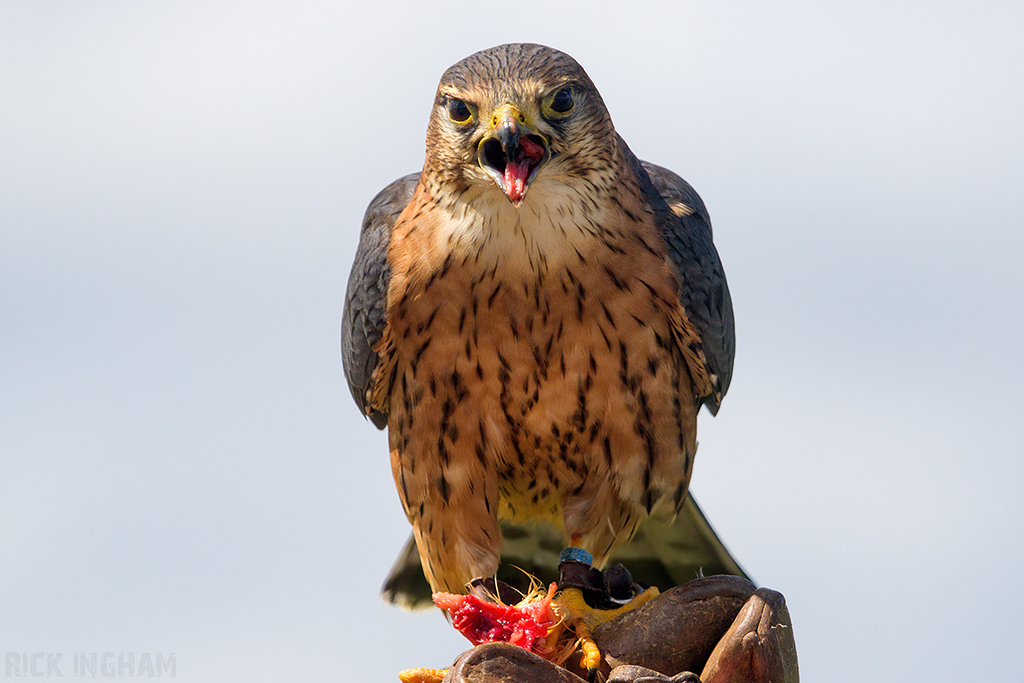 Merlin