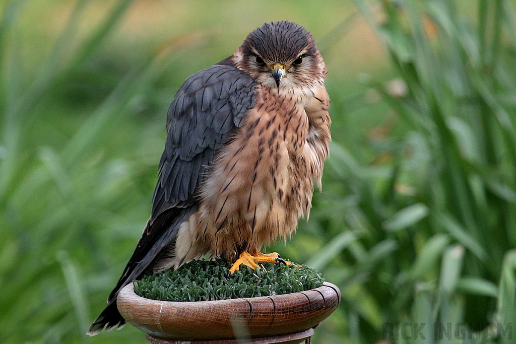 Merlin