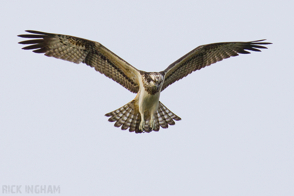 Osprey | Female