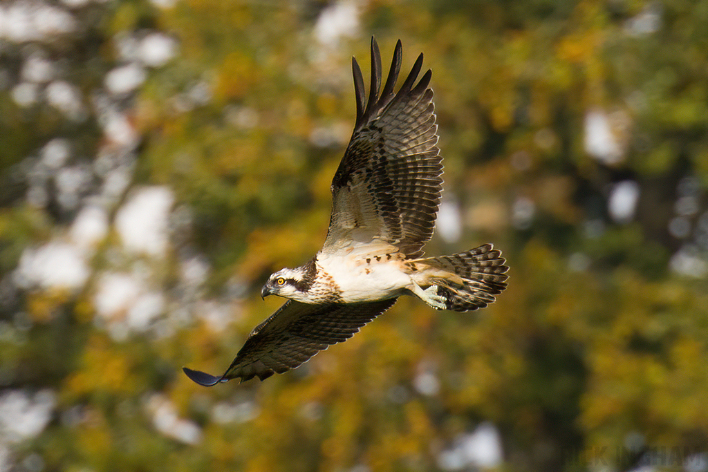 Osprey | Female