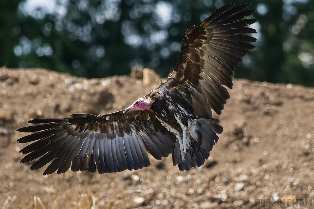 Hooded Vulture