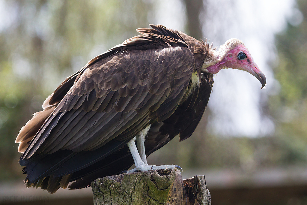 Hooded Vulture