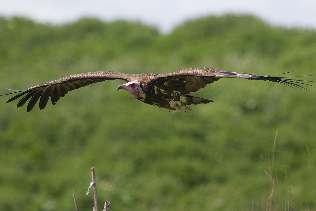 Hooded Vulture